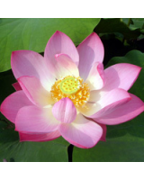 張曉